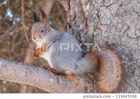 The squirrel sits on a branches without leaves in the winter or autumn 133643598