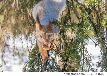 Squirrel eats nuts from a man's hand. Caring for animals in winter or autumn. 133643602