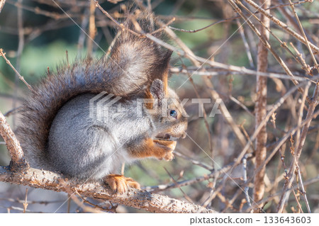 The squirrel with nut sits on tree in the winter or late autumn 133643603