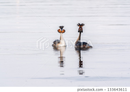 Mating games of two water birds Great Crested Grebes. Two waterfowl birds Great Crested Grebes swim in the lake with heart shaped silhouette 133643611