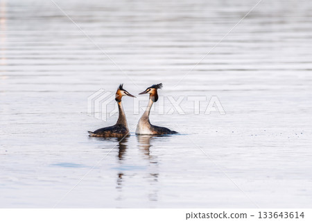 Mating games of two water birds Great Crested Grebes. Two waterfowl birds Great Crested Grebes swim in the lake with heart shaped silhouette Mating games of two water birds Great Crested Grebes. Two waterfowl birds Great Crested Grebes swim in the lake with heart shaped silhouette 133643614