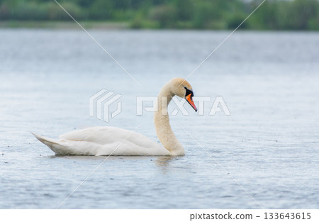 Graceful white Swan swimming in the lake, swans in the wild. Portrait of a white swan swimming on a lake. Graceful white Swan swimming in the lake, swans in the wild. Portrait of a white swan swimming on a lake. 133643615