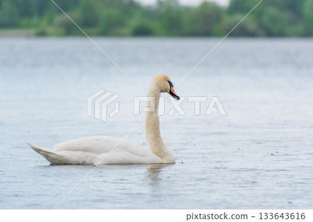 Graceful white Swan swimming in the lake, swans in the wild. Portrait of a white swan swimming on a lake. 133643616