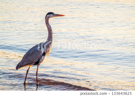 A heron hunting in the sea. Grey heron on the hunt A heron hunting in the sea. Grey heron on the hunt 133643625