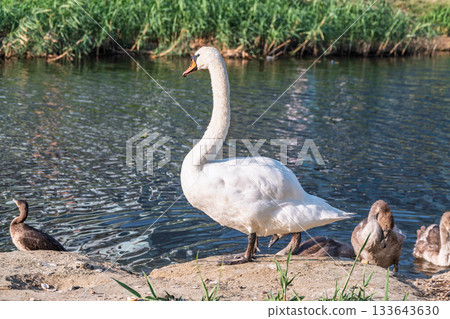 Wild swans with their offspring on a pond in the reeds. Incredibly beautiful nature and birds. 133643630