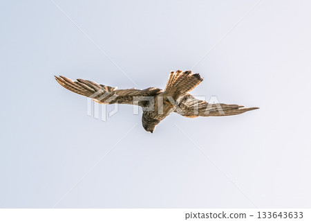 Common kestrel, Falco tinnunculus, hovered in the air in search of prey Common kestrel, Falco tinnunculus, hovered in the air in search of prey 133643633