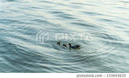 Eurasian Coot with Chicks Swimming on Lake Eurasian Coot with Chicks Swimming on Lake 133643635