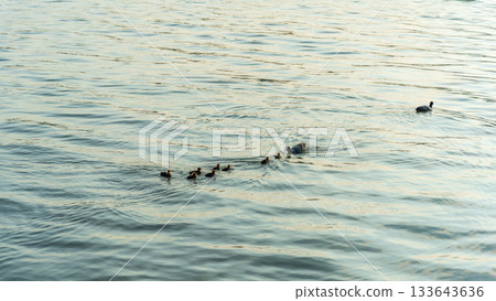 Eurasian Coot with Chicks Swimming on Lake Eurasian Coot with Chicks Swimming on Lake 133643636