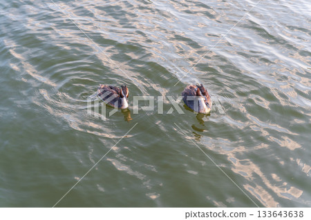 The water bird Great crested Grebe, Podiceps cristatus, swimming in the lake, and its cute babies riding on its back The water bird Great crested Grebe, Podiceps cristatus, swimming in the lake, and its cute babies riding on its back 133643638