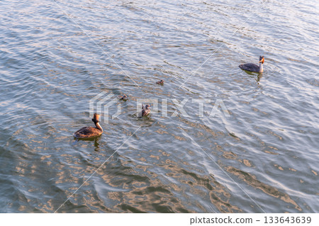 The waterfowl bird, great crested grebe with chick, swimming in the lake. The waterfowl bird, great crested grebe with chick, swimming in the lake. 133643639