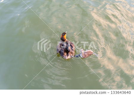 The waterfowl bird, great crested grebe with chick, swimming in the lake. 133643640
