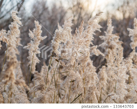 Yellow autumn fluffy feather grass with seeds on curved stems in light wind. Hello autumn concept. Natural background with copy space Yellow autumn fluffy feather grass with seeds on curved stems in light wind. Hello autumn concept. Natural background with copy space 133643703
