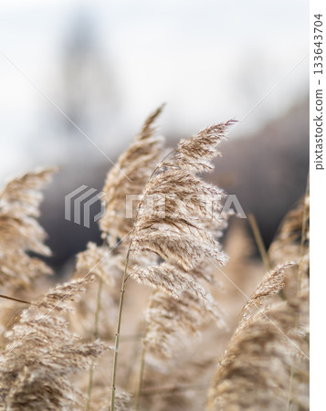 Yellow autumn fluffy feather grass with seeds on curved stems in light wind. Hello autumn concept. Natural background with copy space 133643704