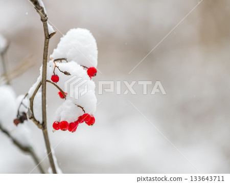 Red Rowan Berries Covered With Fresh Snow. 133643711