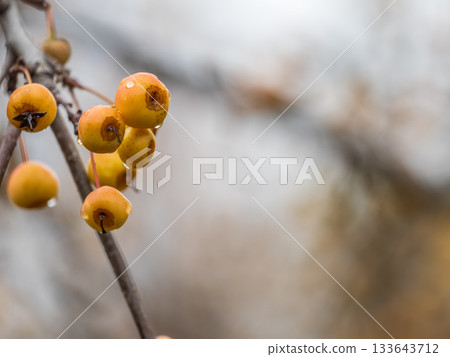 Yellow wild apples fruits on a tree in autumn. Bare branches with uncultivated fruits 133643712
