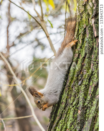 Squirrel sitting upside down on a tree trunk. The squirrel hangs upside down on a tree against colorful blurred background. Close-up. 133643713