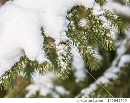 Green fir branches in winter covered with snow. Branches of fir tree as background. Frosty spruce branches. Outdoor with snowy winter nature. Forest landscape 133643715