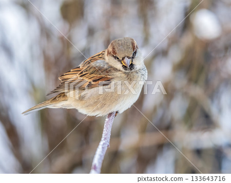 Sparrow sits on a branch without leaves. Sparrow sits on a branch without leaves. 133643716