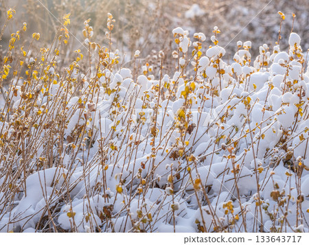 Tree branches in winter covered with snow and frost in snowfall. Frozen tree branches. Tree branches in winter covered with snow and frost in snowfall. Frozen tree branches. 133643717