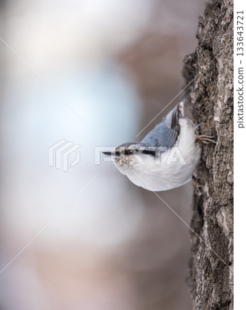 Eurasian nuthatch or wood nuthatch, lat. Sitta europaea, sitting on a tree trunk with a blurred background. 133643721