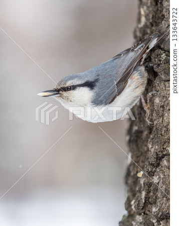 Eurasian nuthatch or wood nuthatch, lat. Sitta europaea, sitting on a tree trunk with a blurred background. 133643722