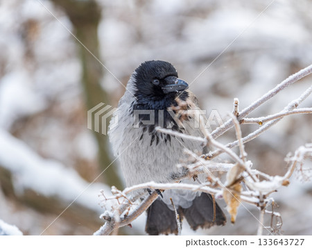 A hooded crow sitting on a tree A hooded crow sitting on a tree 133643727