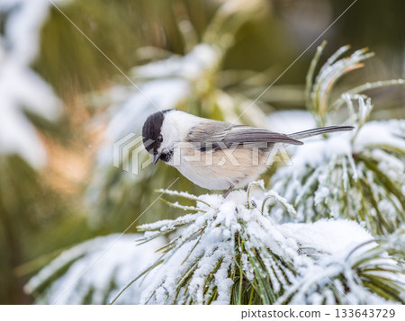Cute bird the willow tit, song bird sitting on the fir branch with snow in winter Cute bird the willow tit, song bird sitting on the fir branch with snow in winter 133643729