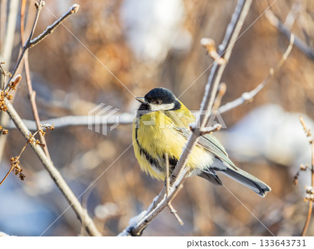 Cute bird Great tit, songbird sitting on the nice branch with beautiful autumn background 133643731