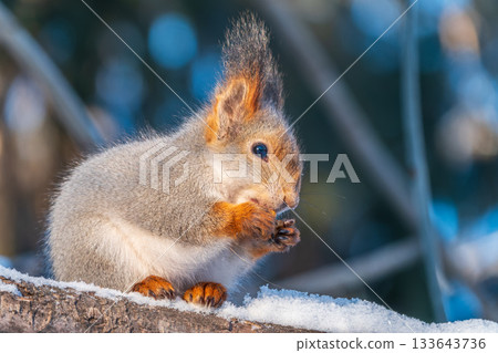 The squirrel with nut sits on tree in the winter or late autumn The squirrel with nut sits on tree in the winter or late autumn 133643736