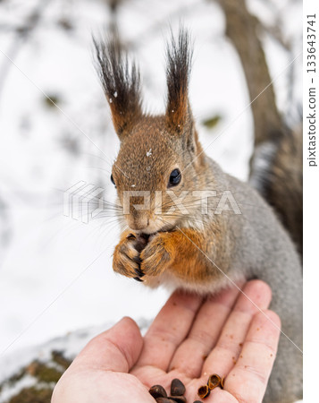 Squirrel eats nuts from a man's hand. Caring for animals in winter or autumn. 133643741