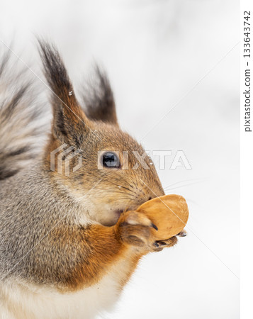 The squirrel with nut sits on tree in the winter or late autumn The squirrel with nut sits on tree in the winter or late autumn 133643742
