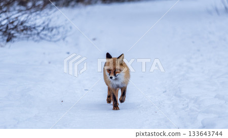 European Red Fox (Vulpes vulpes) in winter forest 133643744