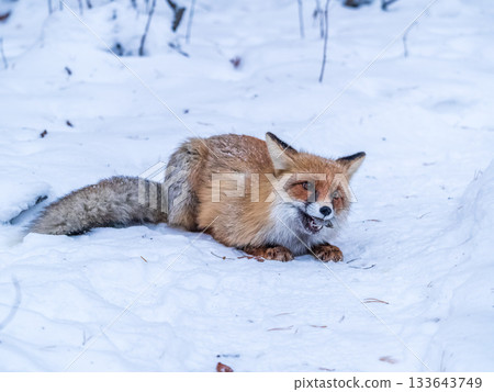European Red Fox (Vulpes vulpes) in winter forest 133643749