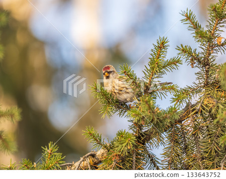 Common redpoll female, cute bird with bright red patch on its forehead sits on tree branch without leaves in sunny spring day. 133643752