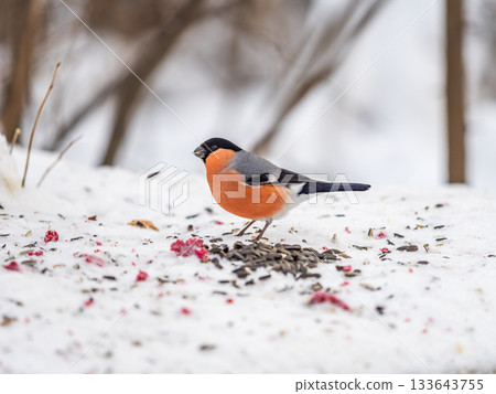 Bullfinch, pyrrhula pyrrhula, sitting on a branch without leaves in the autumn or winter. Bullfinch, pyrrhula pyrrhula, sitting on a branch without leaves in the autumn or winter. 133643755