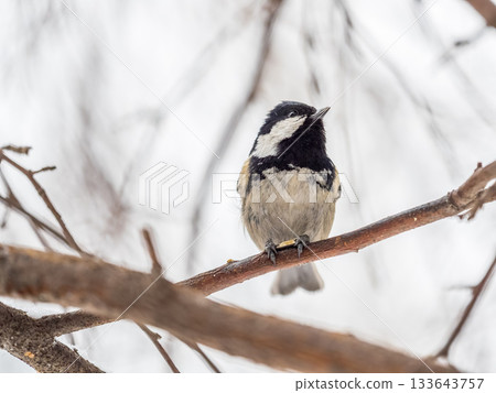 Beautiful bird Coal tit, lat. Periparus ater, sitting on a branch without leaves in the autumn or winter. 133643757