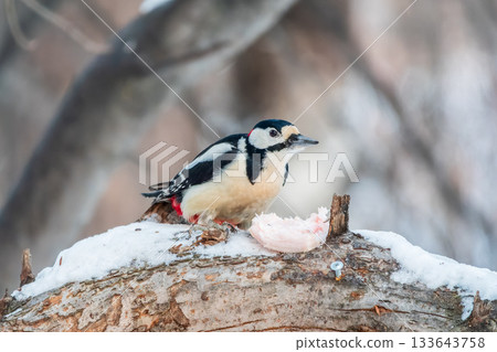 Little woodpecker sits on a tree trunk with snow in winter. The great spotted woodpecker, Dendrocopos major Little woodpecker sits on a tree trunk with snow in winter. The great spotted woodpecker, Dendrocopos major 133643758