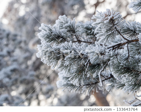 Pine branch with needles is covered with snow in the sunset light Pine branch with needles is covered with snow in the sunset light 133643764