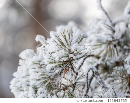 Pine branch with needles is covered with snow in the sunset light Pine branch with needles is covered with snow in the sunset light 133643765