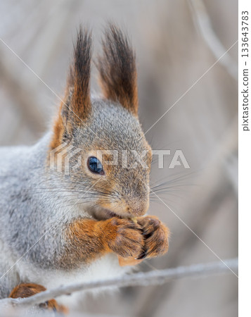 The squirrel with nut sits on tree in the winter or late autumn 133643783
