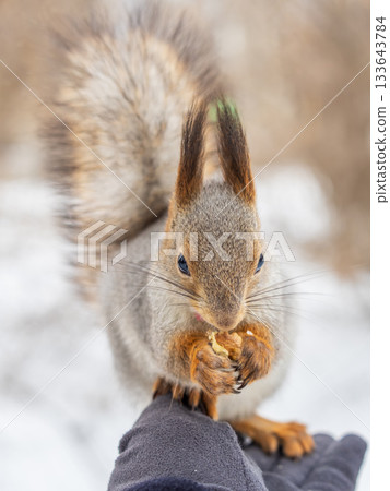 Squirrel eats nuts from a man's hand. Caring for animals in winter or autumn. 133643784