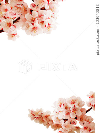 梅花 133643818