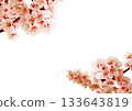 Plum blossom  133643819
