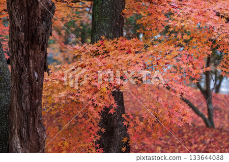 Autumn leaves in Ofunato City, Iwate Prefecture 133644088