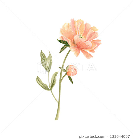 Delicate peony bud with stem in soft peach tones watercolor illustration isolated on white. Hand-painted with high detail, perfect for wedding invitations, branding, packaging, fabric design cards. Delicate peony bud with stem in soft peach tones watercolor illustration isolated on white. Hand-painted with high detail, perfect for wedding invitations, branding, packaging, fabric design cards. 133644097