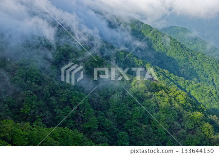 Mist-filled fresh green mountainside seen from the Hinoki-Hiramaru ridgeline in Tanzawa 133644130