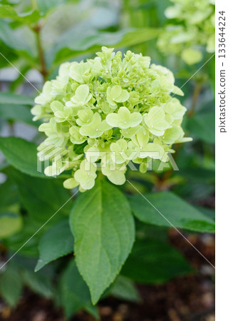 Bonfaire Panicle Hydrangea Budding With Fresh White Blossoms Bonfaire Panicle Hydrangea Budding With Fresh White Blossoms 133644224