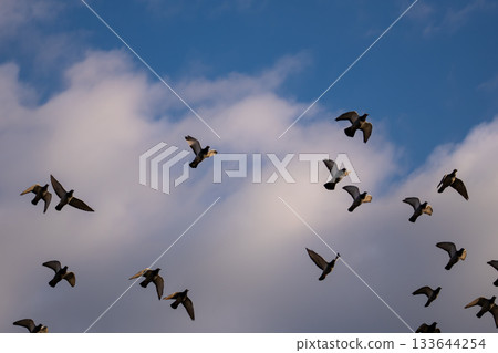 A flock of turtle doves flying in the blue sky A flock of turtle doves flying in the blue sky 133644254