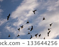 A flock of turtle doves flying in the sky 133644256