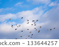 A flock of turtle doves flying in the sky 133644257
